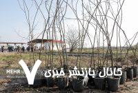 اجرای پویش کویر سبز در ۵۰۰ هکتار اراضی طبیعی استان سمنان – خبرگزاری مهر | اخبار ایران و جهان اجرای پویش کویر سبز در ۵۰۰ هکتار اراضی طبیعی استان سمنان – خبرگزاری مهر | اخبار ایران و جهان