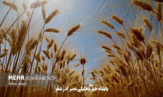 تمهیدات لازم برای برداشت محصولات کشاورزی در ایلام اندیشیده شد – خبرگزاری مهر | اخبار ایران و جهان تمهیدات لازم برای برداشت محصولات کشاورزی در ایلام اندیشیده شد – خبرگزاری مهر | اخبار ایران و جهان