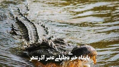 فیلم/ ورود دو تمساح به خانهای در فلوریدای آمریکا فیلم/ ورود دو تمساح به خانهای در فلوریدای آمریکا