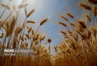 معرفی بیشترین ارقام گندم دیم کشور در مراغه – خبرگزاری مهر | اخبار ایران و جهان معرفی بیشترین ارقام گندم دیم کشور در مراغه – خبرگزاری مهر | اخبار ایران و جهان