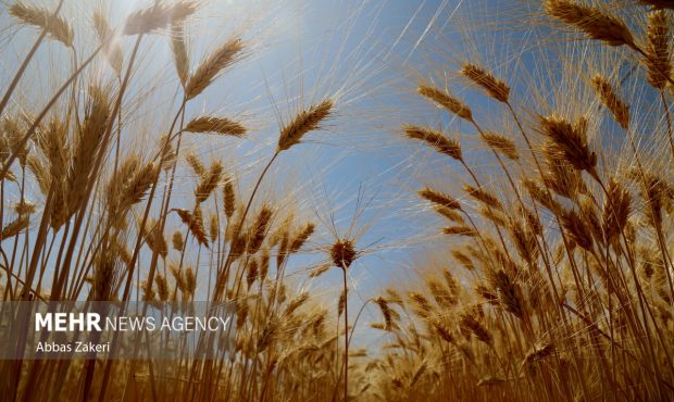 معرفی بیشترین ارقام گندم دیم کشور در مراغه – خبرگزاری مهر | اخبار ایران و جهان معرفی بیشترین ارقام گندم دیم کشور در مراغه – خبرگزاری مهر | اخبار ایران و جهان