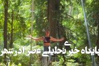 این زن با استفاده از موهایش ۲۵ دقیقه از درخت آویزان ماند