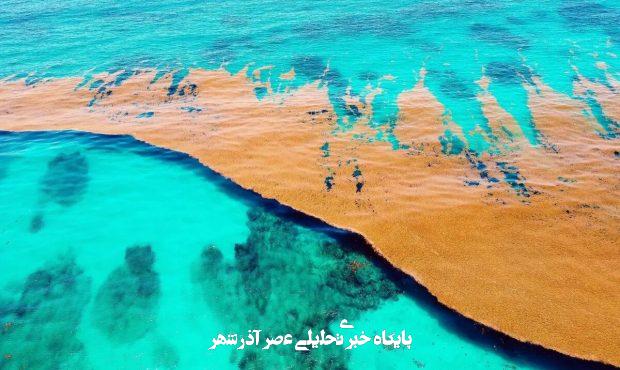 دریای اسرارآمیز بدون مرز با خشکی؛ با «سارگاسو» آشنا شوید