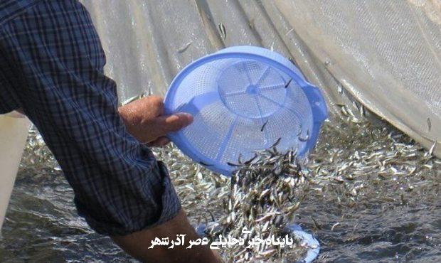 رهاسازی ۲۹۱ هزار قطعه بچه ماهی بومی در آب‌های هرمزگان