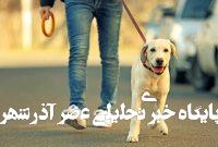 ممنوعیت سگ‌گردانی قانونی است؟ / از هر ۷یا ۸ ایرانی یک نفر حیوان‌خانگی دارد / می‌توانیم قوانینی برای نگهداری حیوانات خانگی تعیین کنیم