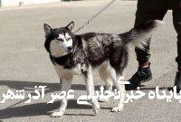 دادستانی قزوین: سگگردانی قابل تعقیب کیفری است و دستگاه قضا آمادگی برخورد قانونی با این معضل را دارد/ هرگونه اقدامی که بر کیفیت زندگی افراد جامعه تأثیر بگذارد، ممنوع است دادستانی قزوین: سگگردانی قابل تعقیب کیفری است و دستگاه قضا آمادگی برخورد قانونی با این معضل را دارد/ هرگونه اقدامی که بر کیفیت زندگی افراد جامعه تأثیر بگذارد، ممنوع است