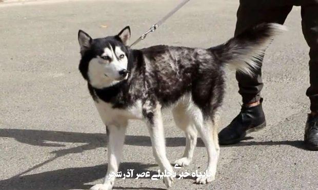 دادستانی قزوین: سگگردانی قابل تعقیب کیفری است و دستگاه قضا آمادگی برخورد قانونی با این معضل را دارد/ هرگونه اقدامی که بر کیفیت زندگی افراد جامعه تأثیر بگذارد، ممنوع است دادستانی قزوین: سگگردانی قابل تعقیب کیفری است و دستگاه قضا آمادگی برخورد قانونی با این معضل را دارد/ هرگونه اقدامی که بر کیفیت زندگی افراد جامعه تأثیر بگذارد، ممنوع است