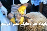 نرخ گوسفند قربانی مشخص شد/ اتحادیه مرکزی دام سبک: قیمت دام زنده کیلویی ۳۲۰ هزار تومان است نرخ گوسفند قربانی مشخص شد/ اتحادیه مرکزی دام سبک: قیمت دام زنده کیلویی ۳۲۰ هزار تومان است