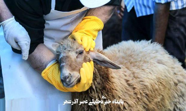 نرخ گوسفند قربانی مشخص شد/ اتحادیه مرکزی دام سبک: قیمت دام زنده کیلویی ۳۲۰ هزار تومان است نرخ گوسفند قربانی مشخص شد/ اتحادیه مرکزی دام سبک: قیمت دام زنده کیلویی ۳۲۰ هزار تومان است