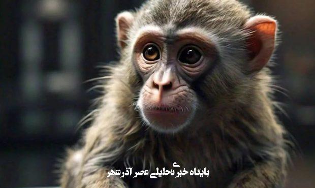 یک میمون با تراشه مغزی نورالینک چیزی را دید که وجود خارجی نداشت! یک میمون با تراشه مغزی نورالینک چیزی را دید که وجود خارجی نداشت!