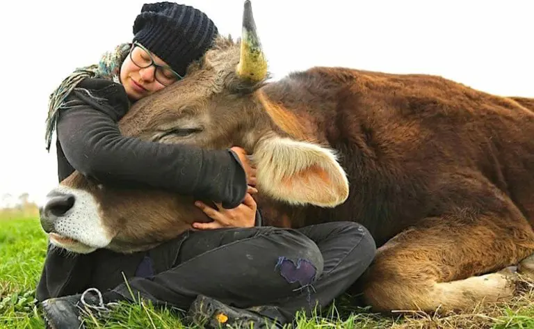 Factory Farming: Cruelty for Humans, Animals and the Planet June 2025