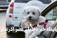 واکنش یک استاد دانشگاه به خبر ممنوعیت سگگردانی در شهر/ بهجای ممنوعیت قانون سگداری وضع کنید واکنش یک استاد دانشگاه به خبر ممنوعیت سگگردانی در شهر/ بهجای ممنوعیت قانون سگداری وضع کنید