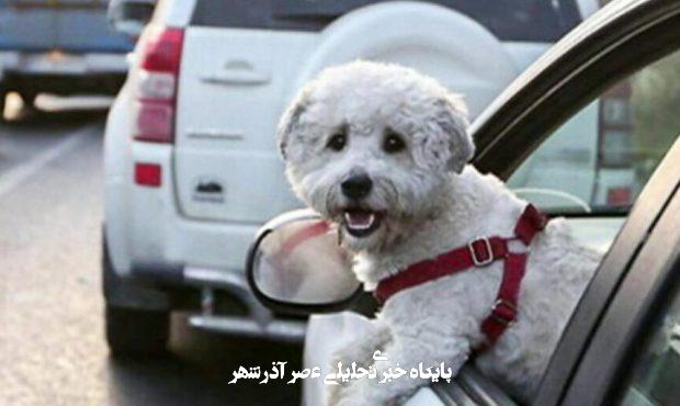 واکنش یک استاد دانشگاه به خبر ممنوعیت سگگردانی در شهر/ بهجای ممنوعیت قانون سگداری وضع کنید واکنش یک استاد دانشگاه به خبر ممنوعیت سگگردانی در شهر/ بهجای ممنوعیت قانون سگداری وضع کنید