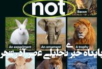 رژیم غذایی گیاهی: راهکاری جامع برای سلامتی انسان، نجات حیوانات و آینده زمین