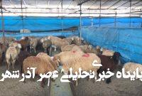 هشدارهای جدی درباره ذبح دام در عید قربان/ گوشت قربانی را ۲۴ ساعت در یخچال قرار دهید هشدارهای جدی درباره ذبح دام در عید قربان/ گوشت قربانی را ۲۴ ساعت در یخچال قرار دهید