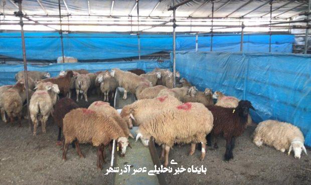 هشدارهای جدی درباره ذبح دام در عید قربان/ گوشت قربانی را ۲۴ ساعت در یخچال قرار دهید هشدارهای جدی درباره ذبح دام در عید قربان/ گوشت قربانی را ۲۴ ساعت در یخچال قرار دهید