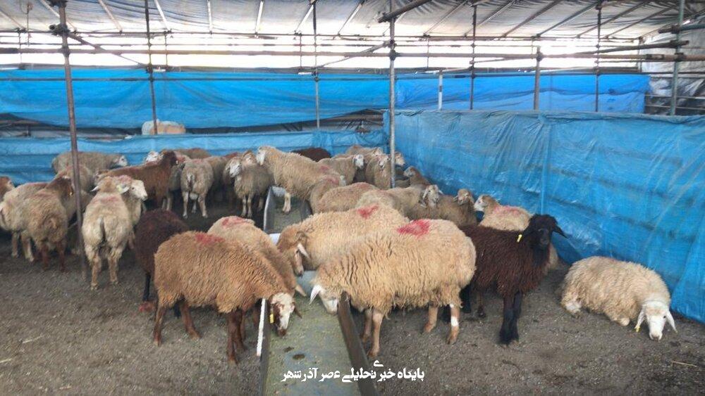 هشدارهای جدی درباره ذبح دام در عید قربان گوشت قربانی