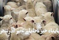 مزارع صنعتی؛ فاجعهای پنهان برای حیوانات، انسانها و زمین مزارع صنعتی؛ فاجعهای پنهان برای حیوانات، انسانها و زمین