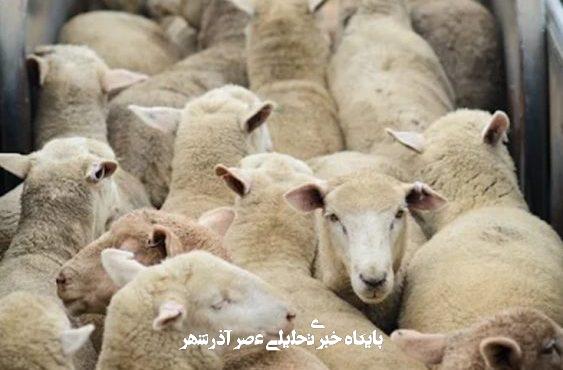 مزارع صنعتی؛ فاجعهای پنهان برای حیوانات، انسانها و زمین مزارع صنعتی؛ فاجعهای پنهان برای حیوانات، انسانها و زمین