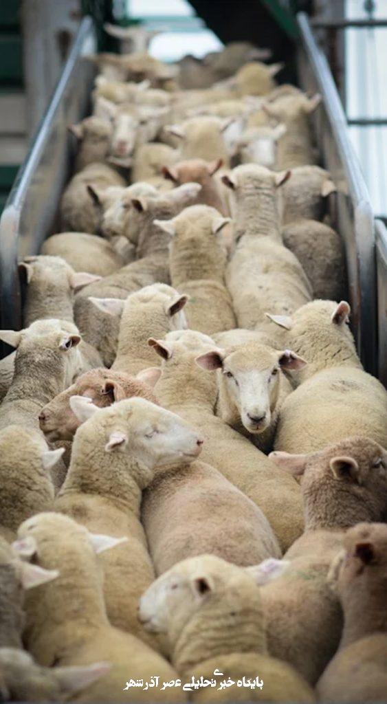 Factory Farming: Cruelty for Humans, Animals and the Planet July 2025