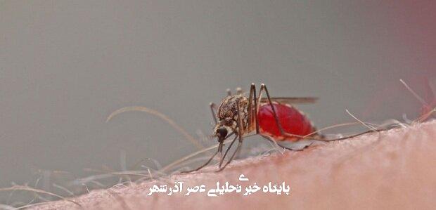 تب دنگی چه طور وارد می شود؟علاقه‌مندی پشه آئدس به لاستیک