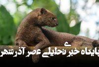 عکس | آشنایی با عجیبترین گربه جهان / راز پنهان در چهره جگواروندی عکس | آشنایی با عجیبترین گربه جهان / راز پنهان در چهره جگواروندی