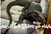 فرار مارمولک بزرگ خبرساز شد/ عکس