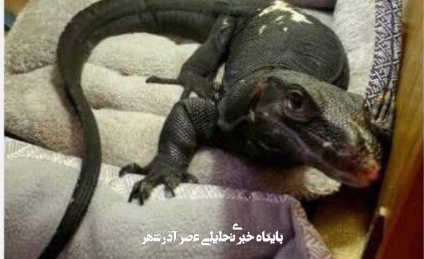 فرار مارمولک بزرگ خبرساز شد/ عکس فرار مارمولک بزرگ خبرساز شد/ عکس