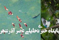 برندگان جوایز عکاسی مانگرو اعلام شدند/عکس