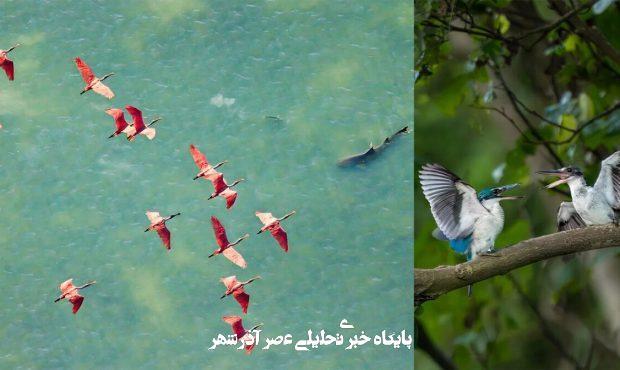 برندگان جوایز عکاسی مانگرو اعلام شدند/عکس