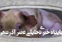 🌍 A Global Crisis on Our Plates: Why Ending Factory Farming Is Imperative for Animals, People, and the Planet 🌍 A Global Crisis on Our Plates: Why Ending Factory Farming Is Imperative for Animals, People, and the Planet