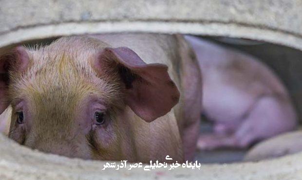 🌍 A Global Crisis on Our Plates: Why Ending Factory Farming Is Imperative for Animals, People, and the Planet 🌍 A Global Crisis on Our Plates: Why Ending Factory Farming Is Imperative for Animals, People, and the Planet