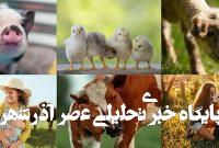 🥛 حقیقت پشت لبنیات: بررسی علمی مضرات سلامتی محصولات لبنی و جایگزینهای گیاهمحور 🥛 حقیقت پشت لبنیات: بررسی علمی مضرات سلامتی محصولات لبنی و جایگزینهای گیاهمحور