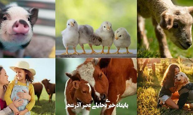 🥛 حقیقت پشت لبنیات: بررسی علمی مضرات سلامتی محصولات لبنی و جایگزینهای گیاهمحور 🥛 حقیقت پشت لبنیات: بررسی علمی مضرات سلامتی محصولات لبنی و جایگزینهای گیاهمحور