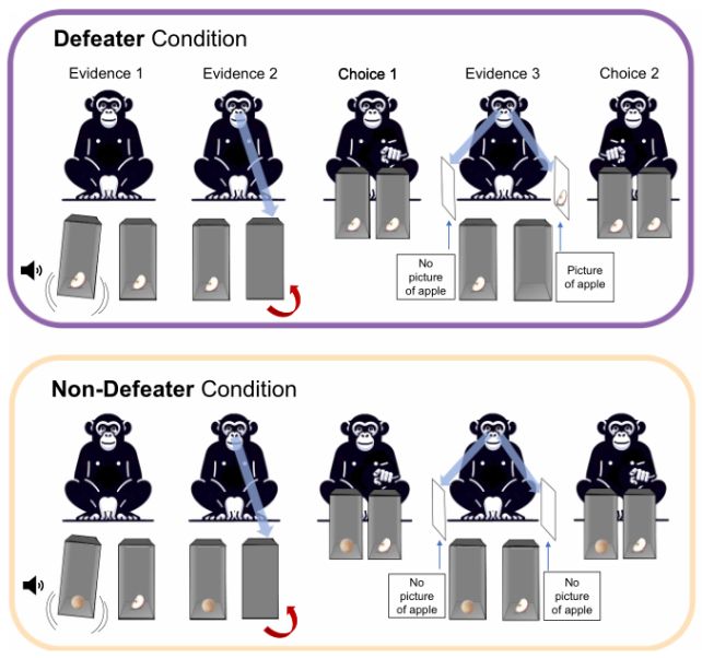شامپانزه‌ها دروغ را تشخیص می‌دهند و عقیده‌شان را عوض می‌کنند!
