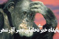 شامپانزهها دروغ را تشخیص میدهند و عقیدهشان را عوض میکنند! شامپانزهها دروغ را تشخیص میدهند و عقیدهشان را عوض میکنند!