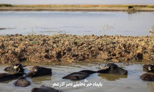 چه کسانی باران را در ایران به قتل رساندند؟ چه کسانی باران را در ایران به قتل رساندند؟