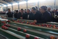 سردخانه ۲۰۰۰ تنی و ۲ واحد سورتینگ بسته‌بندی میوه در اشنویه افتتاح شدند